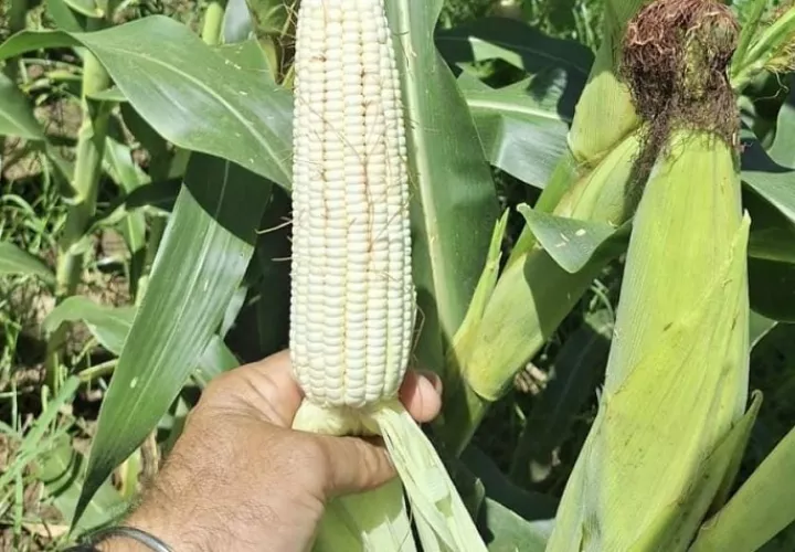 Los plaguicidas son acompañantes de los productores en el manejo de los cultivos. Foto: Cortesía