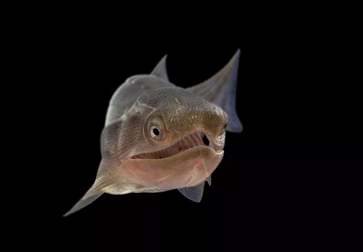 Reconstrucción del osteíctio más antiguo, Eosteus chongqingensis. Crédito: NICE PaleoVislab