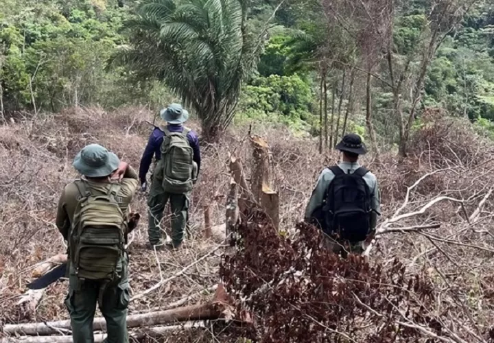 Hasta ahora, no se ha logrado ubicar a los responsables de la tala, pese a las labores de inspección y seguimiento realizadas en el área.