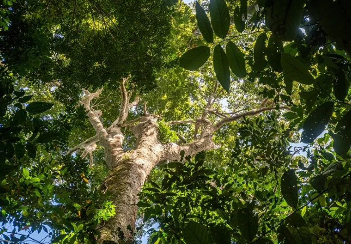 Interacciones positivas son más habituales en los bosques tropicales. Foto: Cortesía
