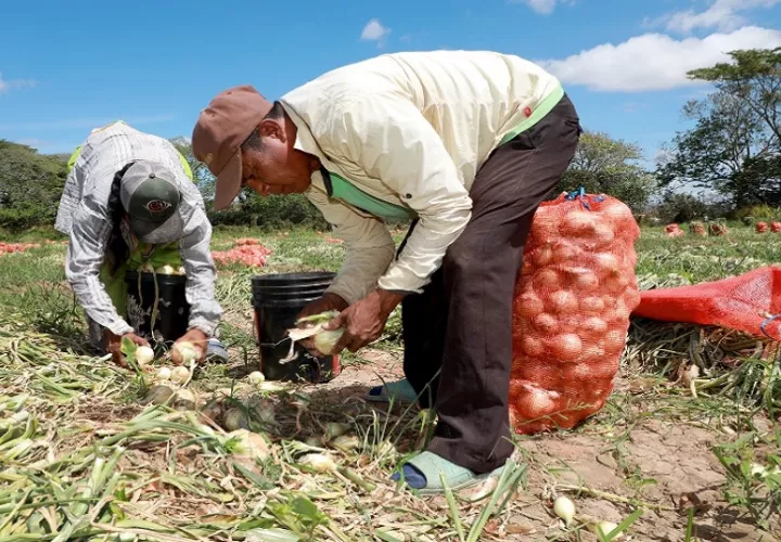La cosecha de cebolla en Natá inició con buen ritmo con el fin de abastecer al mercado del producto nacional. Foto: Cortesía
