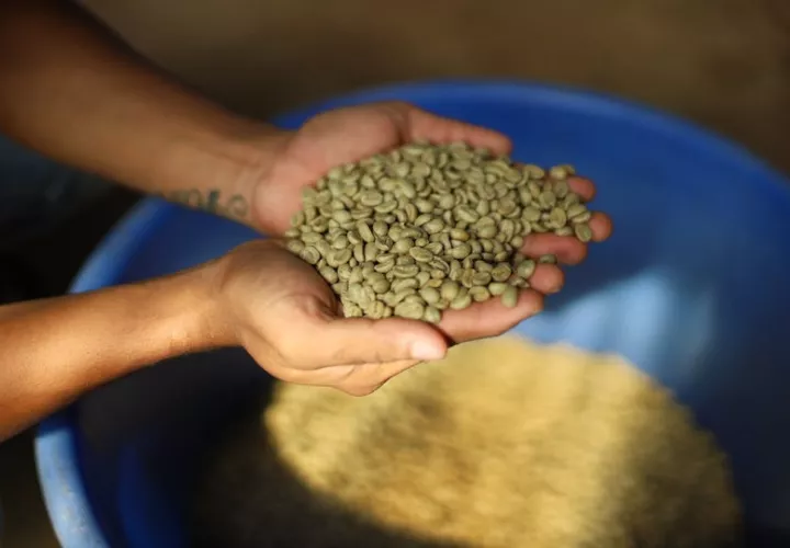 Panamá es un productor pequeño en comparación con sus vecinos. Foto: Pexels