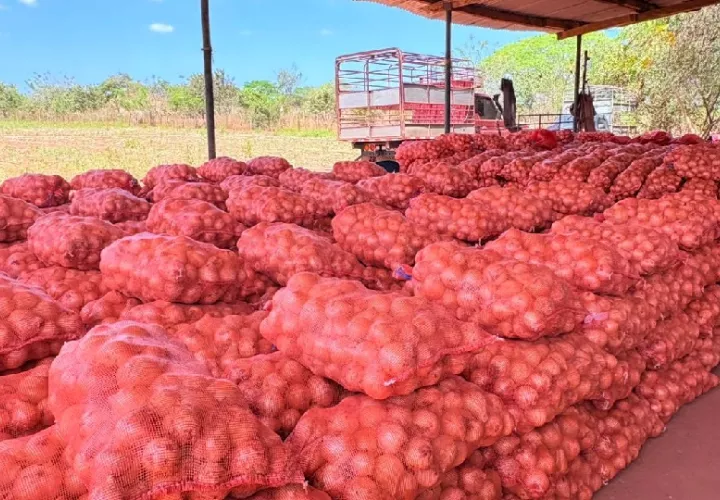 cebolla_cultivo_0.jpg