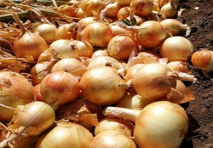 cebollas-panama_0.jpg