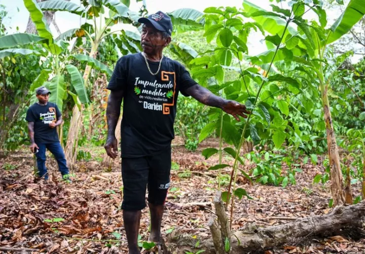 Dionisio García ha dedicado siete años al cultivo del café. Foto: Cortesía
