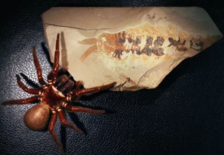 Una araña actual al lado de un fósil. Foto: EFE 