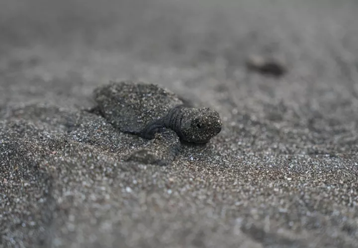 Este plan que busca proteger a todas las tortugas marinas que llegan a Panamá. Foto: Cortesía