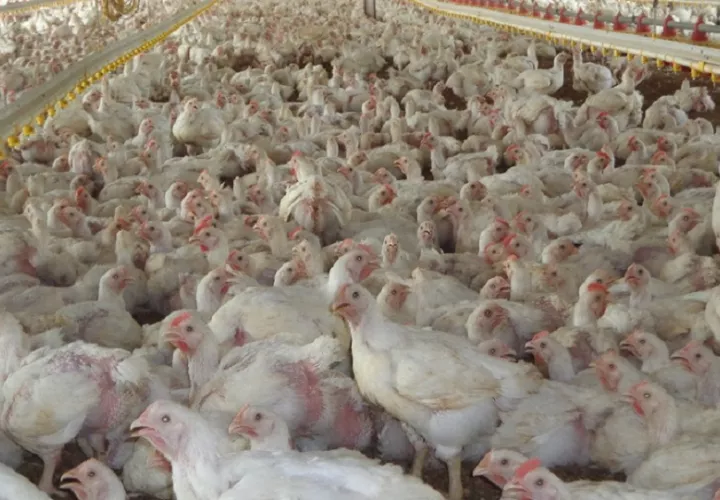 Hay preocupación entre los avicultores por el impacto de las importaciones de carne de pollo provenientes de mercados internacionales.