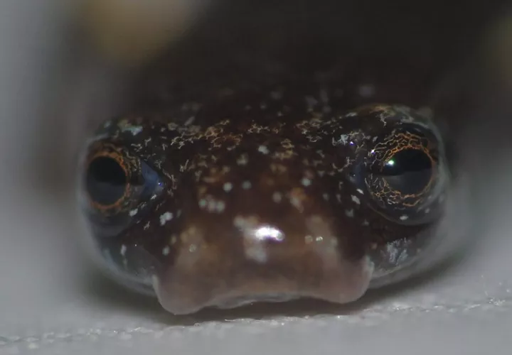 La salamandra 'Oedipina berlini' es una especie de pequeño tamaño. Foto: Cortesía