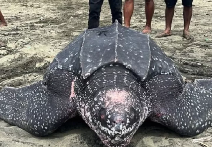 Algunos residentes se encontraban limpiando la playa por el sargazo en las costas cuando vieron al reptil y procedieron a ayudarla para que regresara al mar. Foto. Cortesía