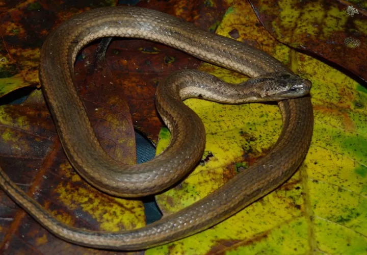 Imagen de la serpiente T. mocquardi. Foto: Marcos Ponce