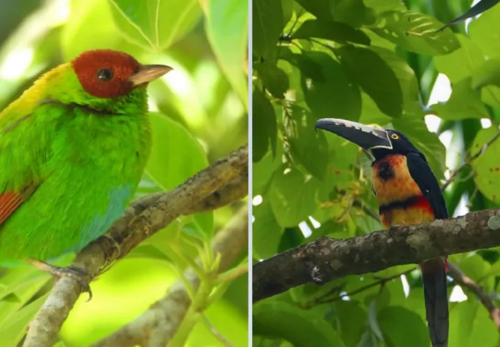 Panamá es un paraíso para las aves. Foto: MiAmbiente