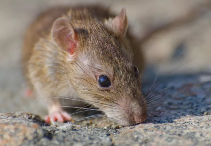 Los hantavirus son una familia de virus que afecta fundamentalmente a los roedores.  Foto: Wirestock / Freepik