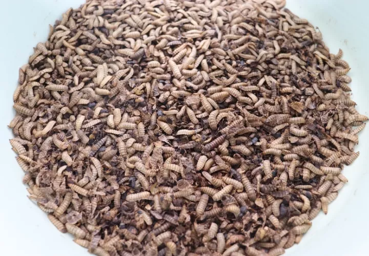 Las larvas de la mosca soldado negra son reconocidas por su alta capacidad de bioconversión. Foto: Cortesía 