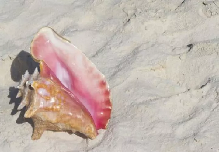 La medida de la ARAP busca frenar la sobreexplotación de caracoles marinos.  