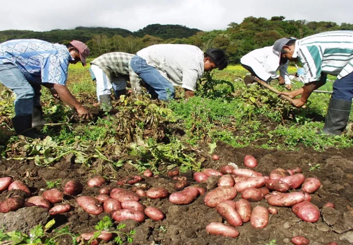  Las lluvias controladas en la cordillera central del país, producto del cambio climático, podrían beneficiar la producción de hortalizas.  Archivo