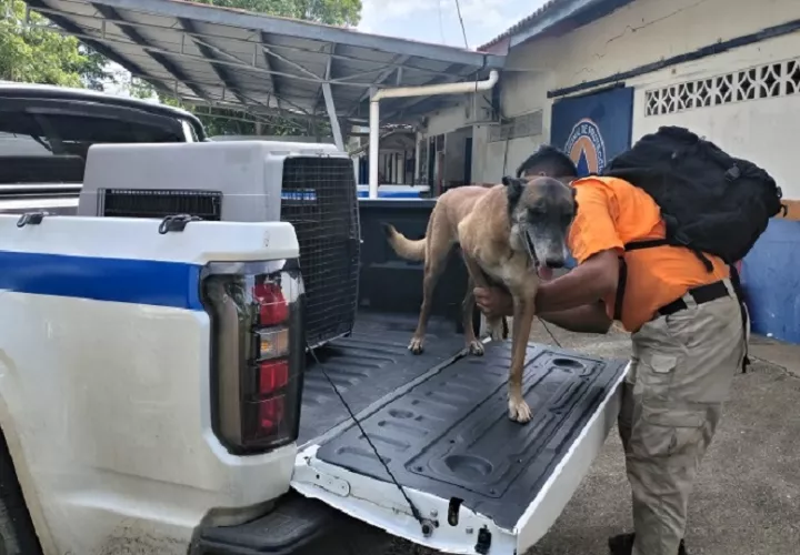 Blade, un perro rescatista entrenado para la búsqueda de personas vivas que, junto a su guía y entrenador Martín Moncada. Foto. Thays Domínguez