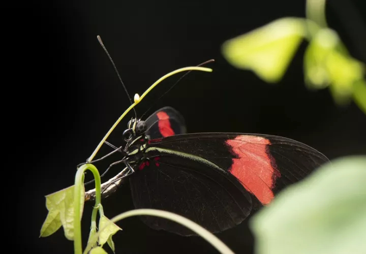 Las Heliconius tienen una de las esperanzas de vida adultas más largas documentadas.