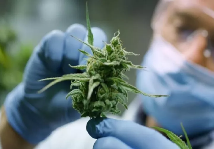 Pacientes podrán acceder al cannabis medicinal en Panamá. 