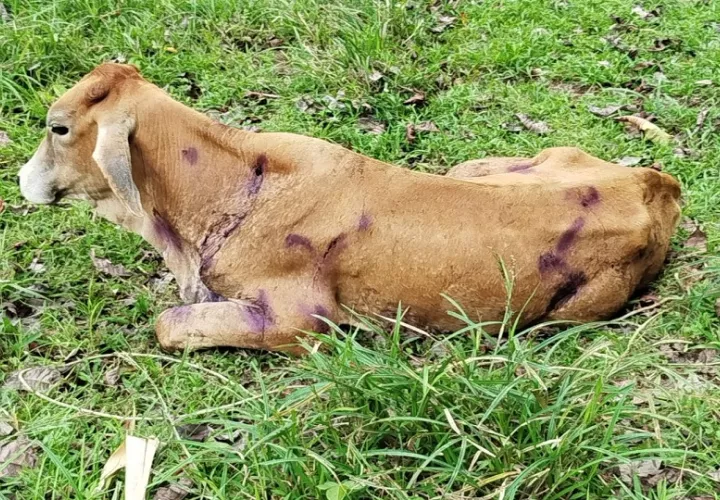Ganado afectado por mordidas de  murciélagos hematófago, riesgo que el MIDA busca controlar en Colón. 