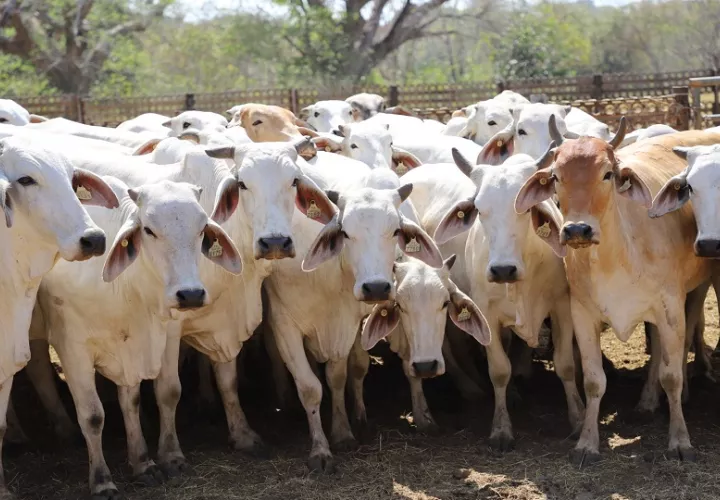 La permanencia de Panamá como país de riesgo insignificante frente a la EEB representa una ventaja estratégica para el sector agropecuario nacional.
