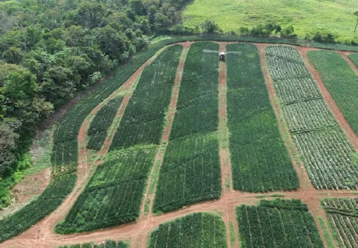 El distrito de La Chorrera, envió a Europa y Estados Unidos más de 224 mil cajas. Foto. Eric Montenegro