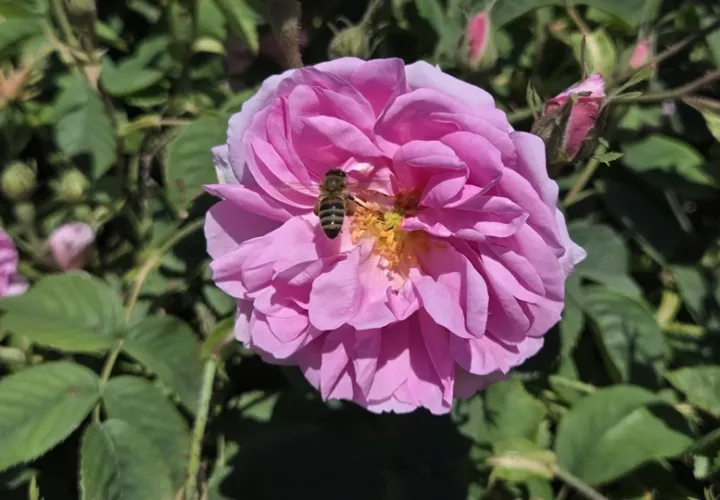 La rosa de Damasco florece entre mayo y junio.