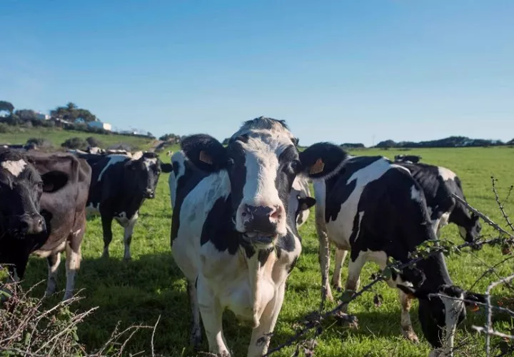  Una vaca contrae la EEB al comer alimentos contaminados. Foto: Archivo