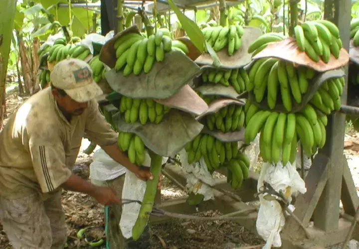El banano, principal producto de exportación de Costa Rica. EFE