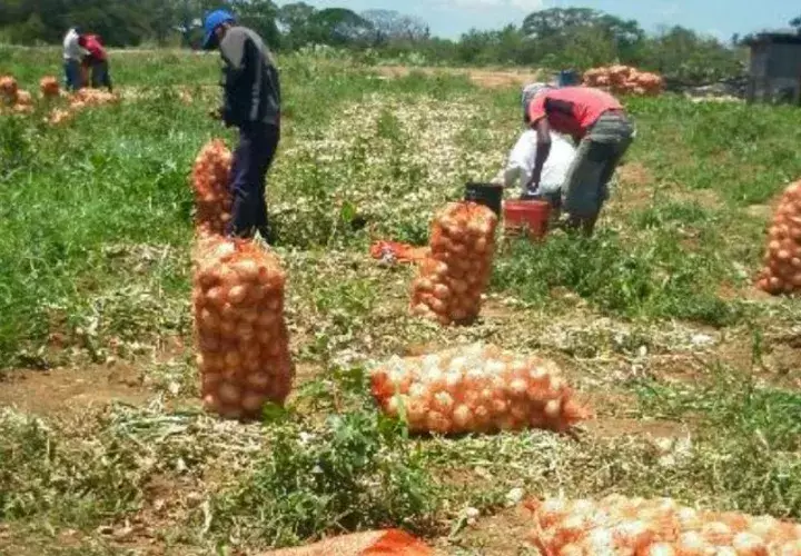 Actualmente, solo 267 productores se dedican a sembrar cebolla en todo el país. /Foto Archivo