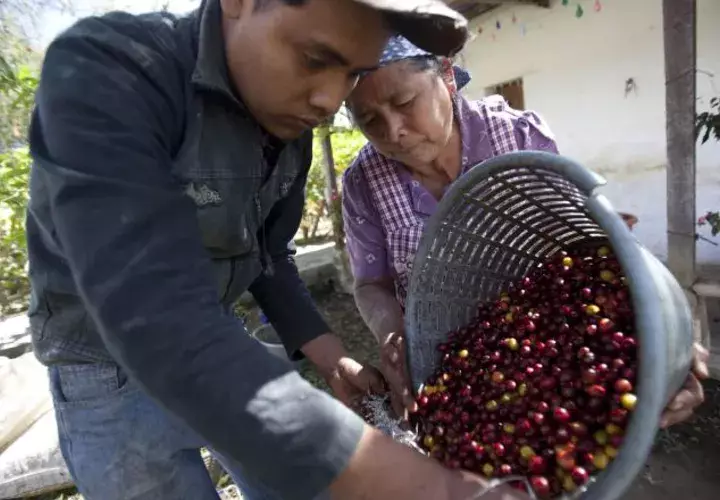 El café tiene imagen de ser pionero en agricultura sostenible, pero falla en la cadena de valor que no es  viable en lo social. /Foto EFE