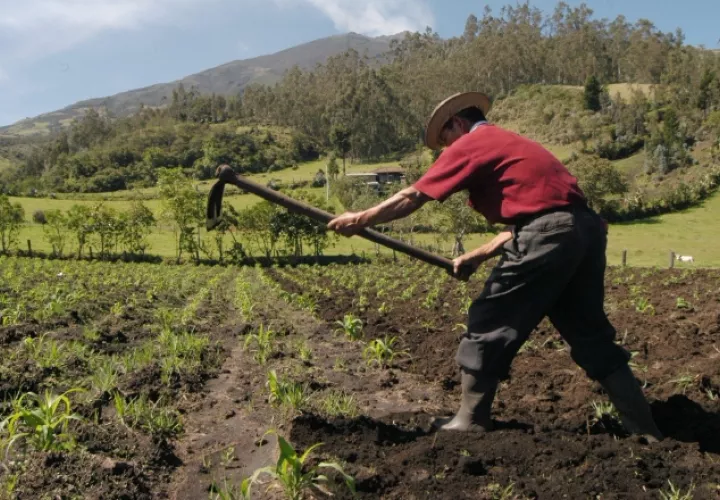 El sector agropecuario es la segunda actividad que más empleo genera en el país.