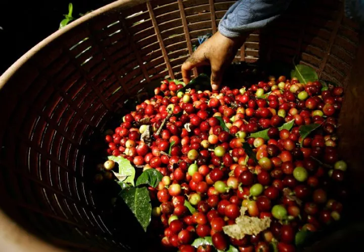 El café es uno de los principales productos agrícolas de Costa Rica. EFE