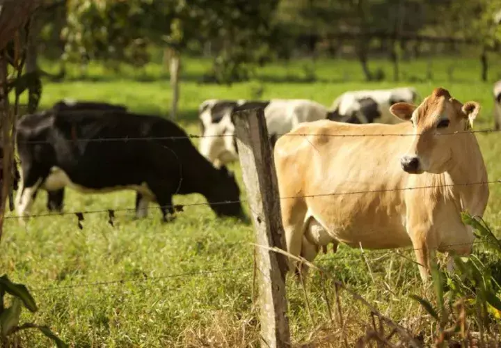 La exportación de ganado bovino fue de 3.9%. Cortesía del Mida