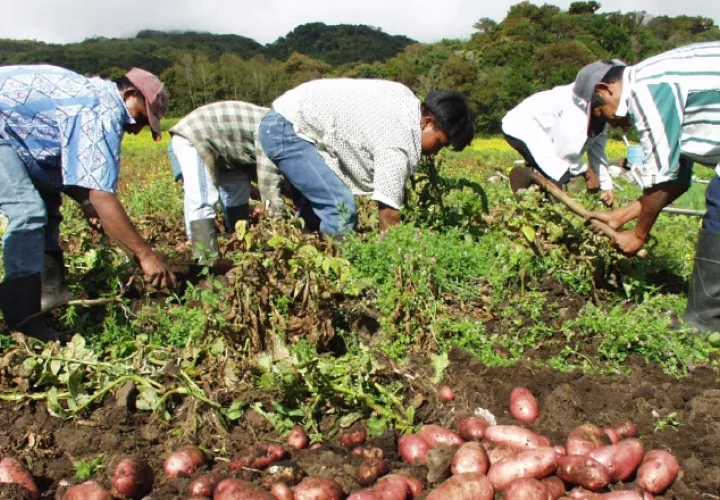Productores señalan las importaciones como principal problema. Archivo