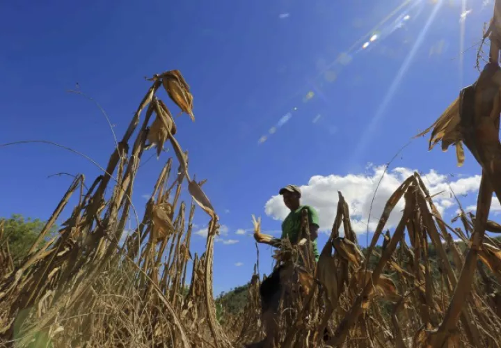 México busca producir 75% de lo que se consume. EFE