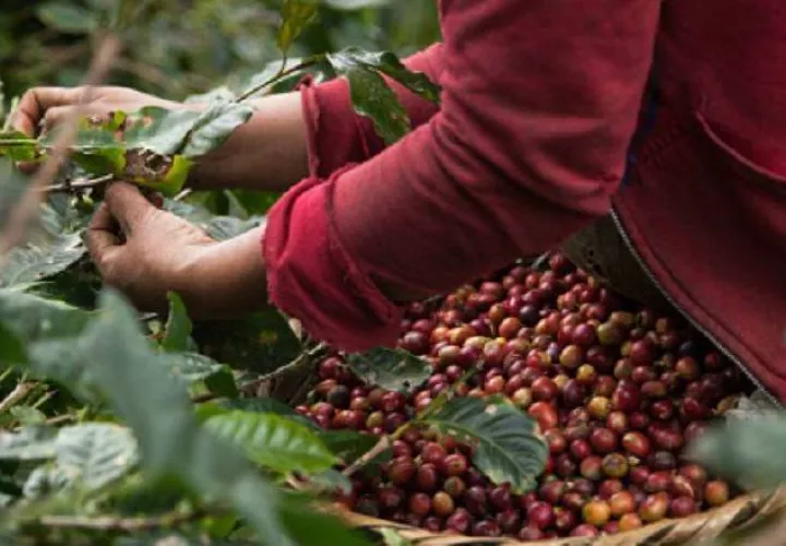 El instituto busca contribuir a elevar la rentabilidad de producción de café. EFE