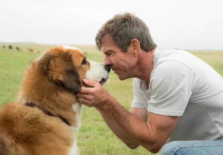 Bailey tiene más aventuras por vivir. 