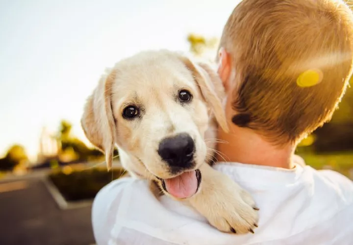 Los preferidos de grandes y chicos son los perros.