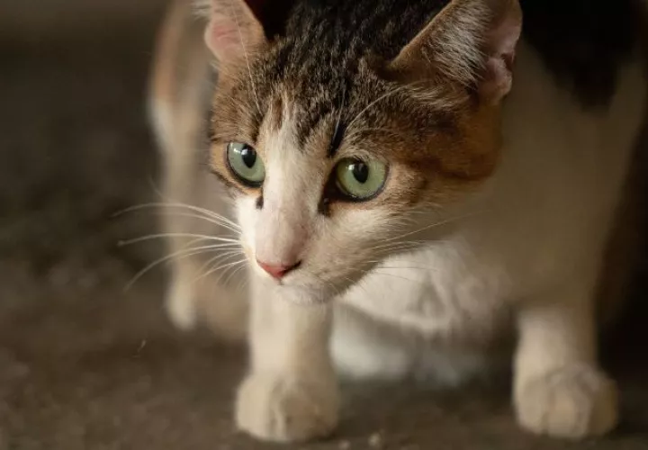 Algunos síntomas de la enfermedad de arañazo de gato son hinchazón y posible fiebre.  Pixabay