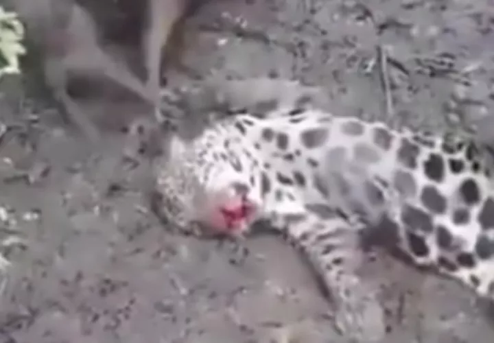 Recientemente circuló un video de un jaguar que fue víctima de la cacería.