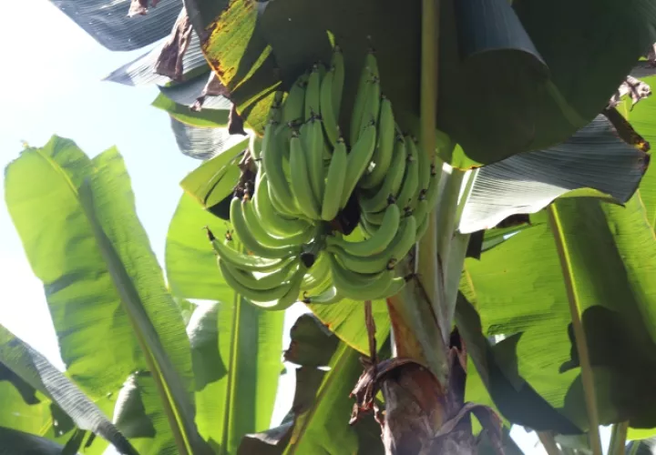 El plátano es el segundo alimento más importante después del arroz en Panamá. Foto: MIDA.