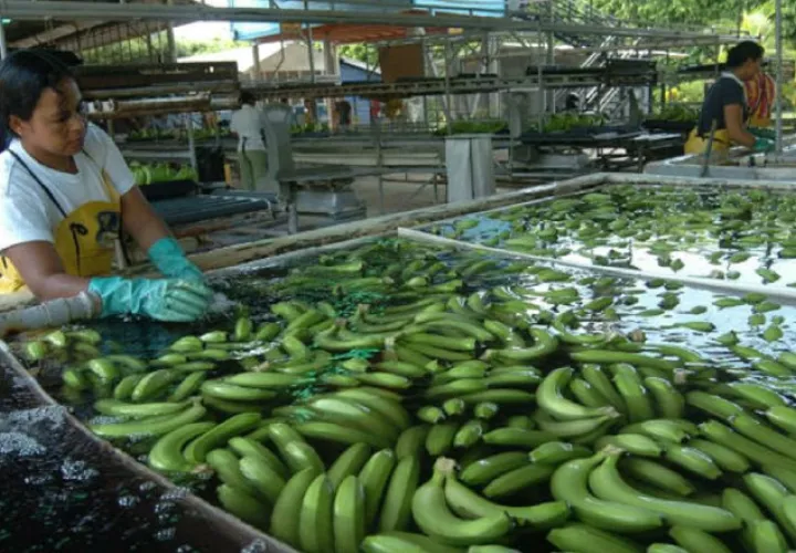 Ecuador figura en la lista de los cinco primeros productores de banano y es el primer exportador de la fruta a nivel mundial. EFE
