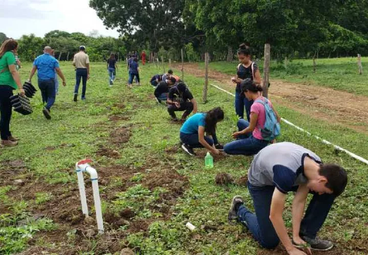 Ayer, cientos de voluntarios participaron en la siembra de plantones para seguir sumando hectáreas reforestadas en el país. Foto: Cortesía
