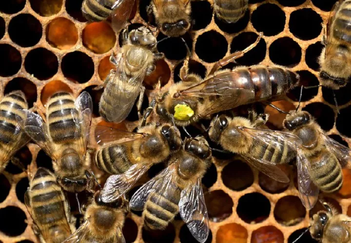 Uno de los proyectos va enfocado en las abejas. 