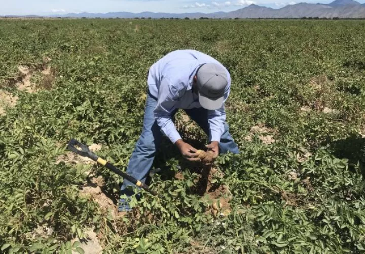 Cada año, las tierras para cultivos disminuyen, en contraposición con el aumento de la población.  EFE