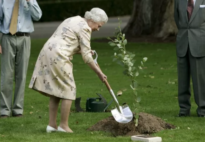 La reina Isabel II  planta un eucalipto. 