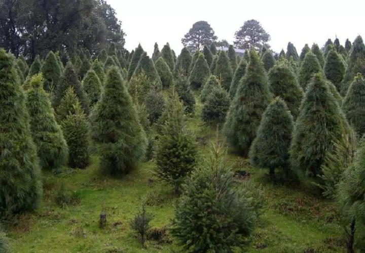 En 2018, se revisaron 651 mil árboles de Navidad, de los que 7,600 fueron devueltos a su país de origen, debido a que portaban plagas.