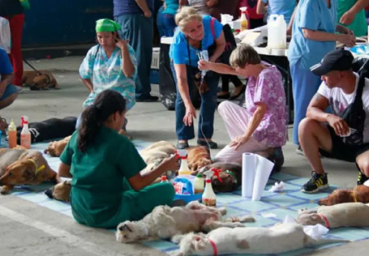 A través del Programa Municipal de Bienestar Animal se ejecutarán campañas masivas de esterilización a nivel nacional. ARCHIVO