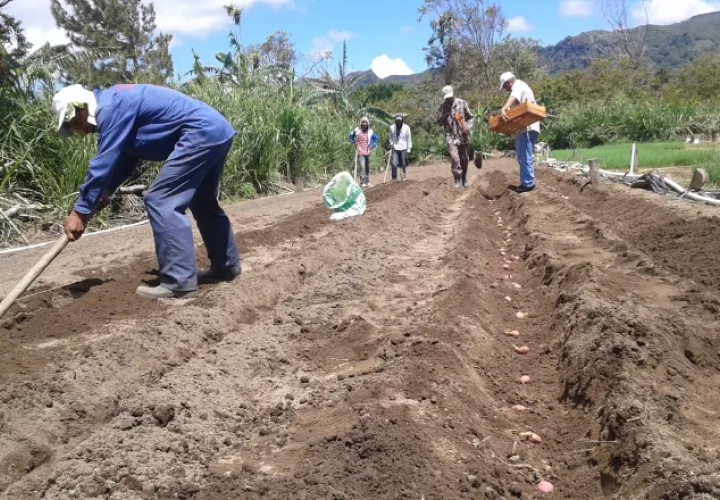 Cebolleros trabajan para cultivar aprovechando el agua. Eric Ariel Montenegro